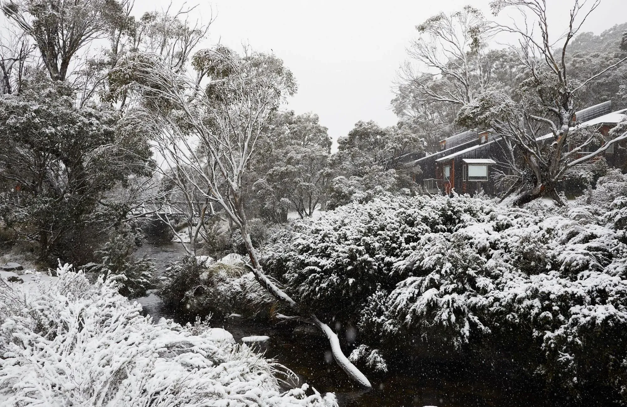 Cedar Cabin by Nicholas Gurney & Monique Easton. Thredbo winter landscape, trees and bushes blanketed in white snow.