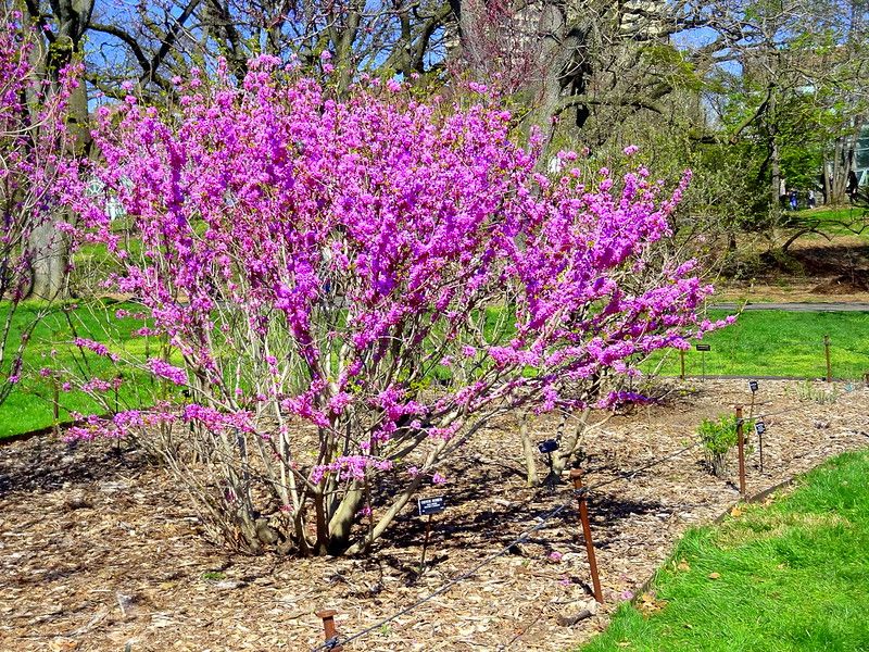 Chinese Redbud (Cercis chinensis)