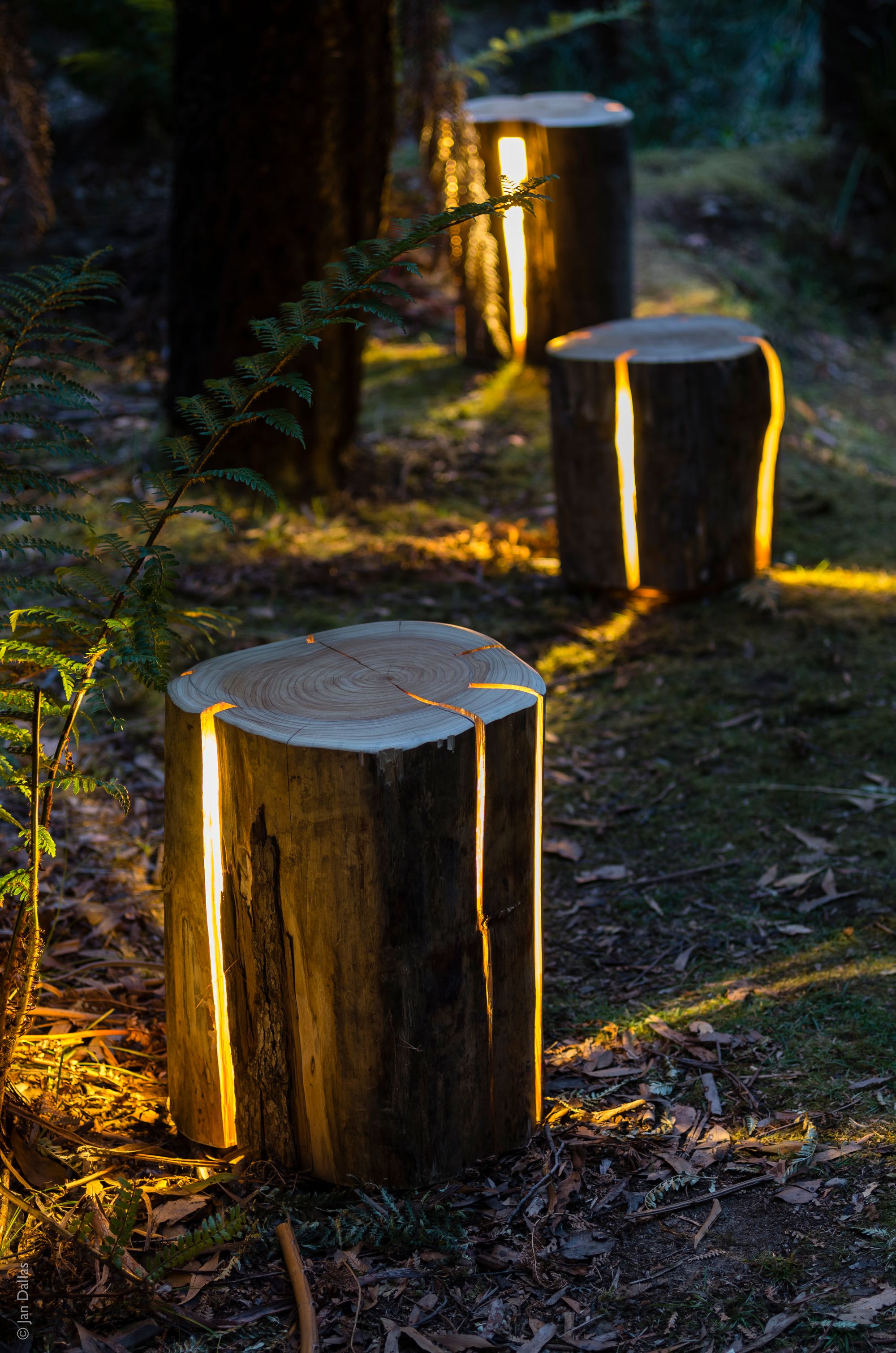 Duncan Meerding's Stump Light located on the forest floor