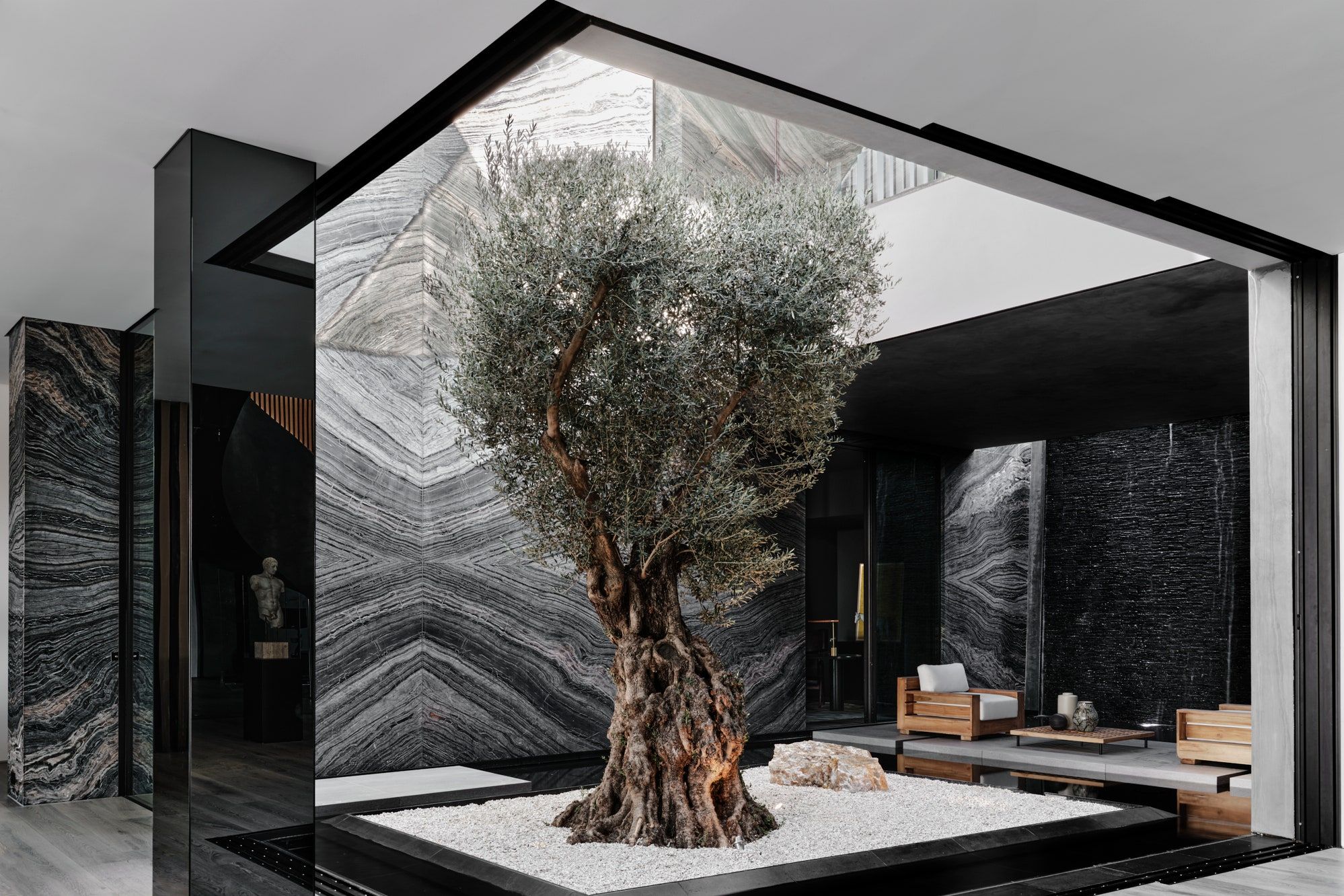150-Year-Old Olive Tree in an Interior Courtyard