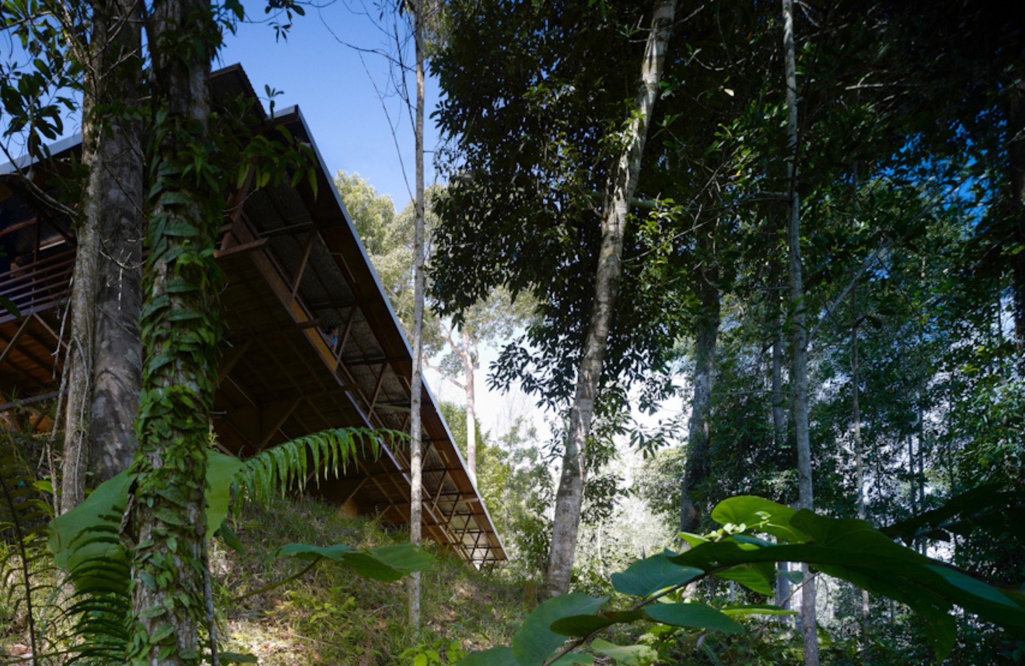 Shelter @ Rainforest by Marra + Yeh Architects showing building in tropical jungle setting
