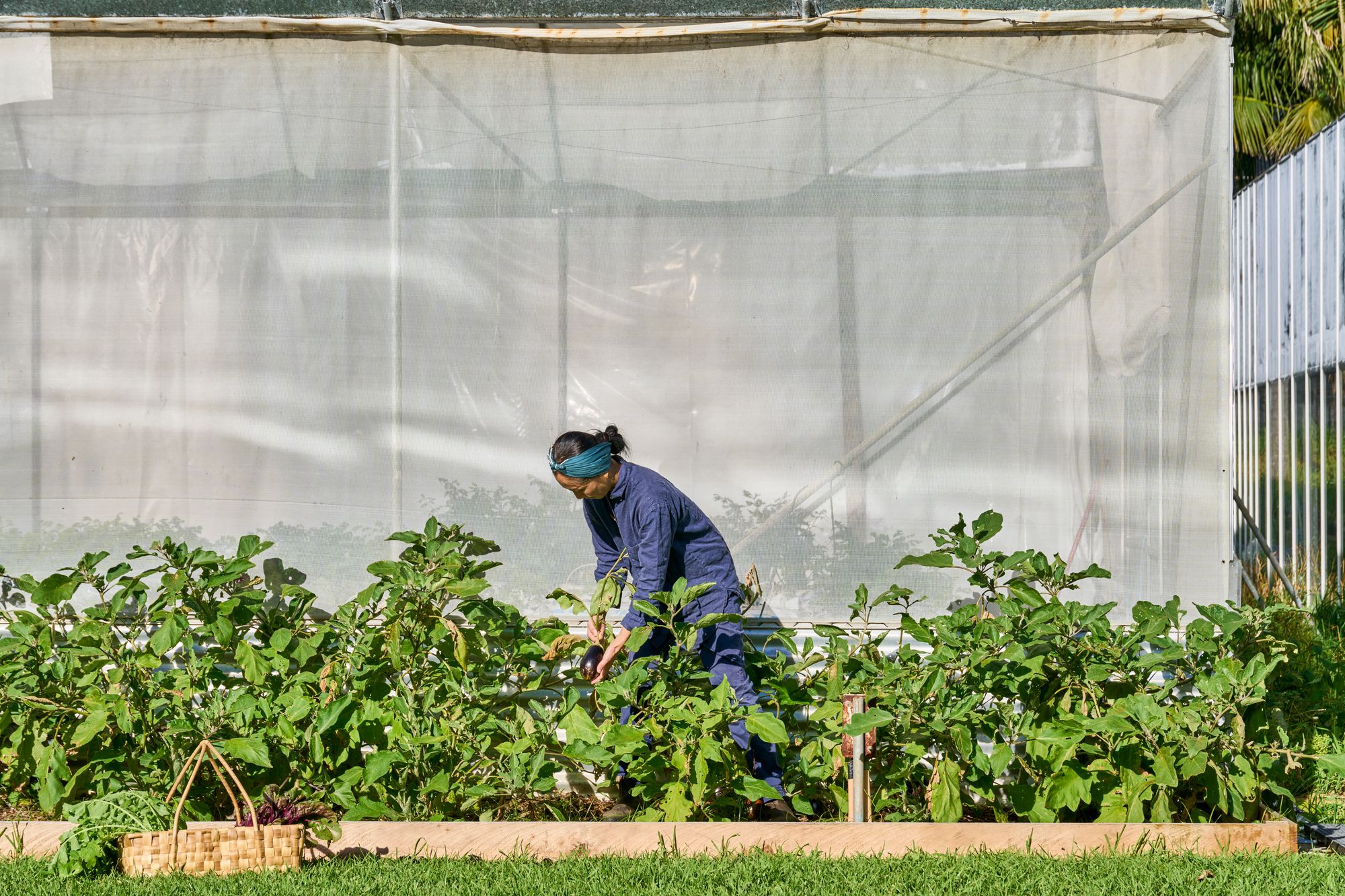 Island House, Lord Howe Island showing person working in garden