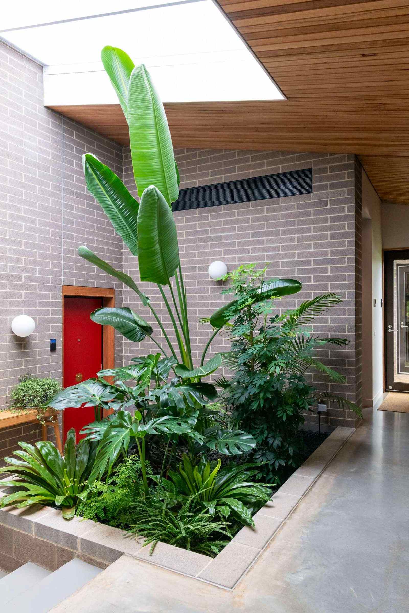 Fern House by Nest Architects showing internal tropical garden