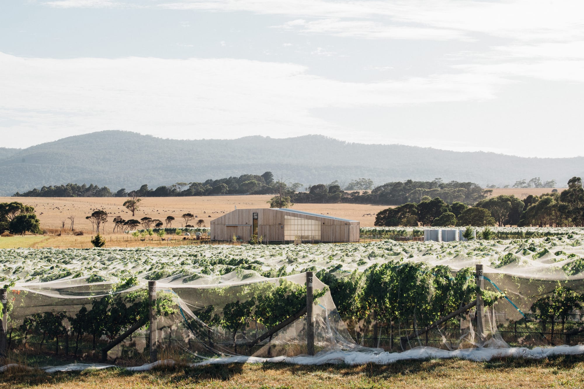 Tasmanian Timber Series: Westella Vineyard.Panoramic view of Westella Vineyard with sprawling vine rows under the expansive Tasmanian sky, bordered by distant mountains, showcasing the vineyard's serene and natural setting.