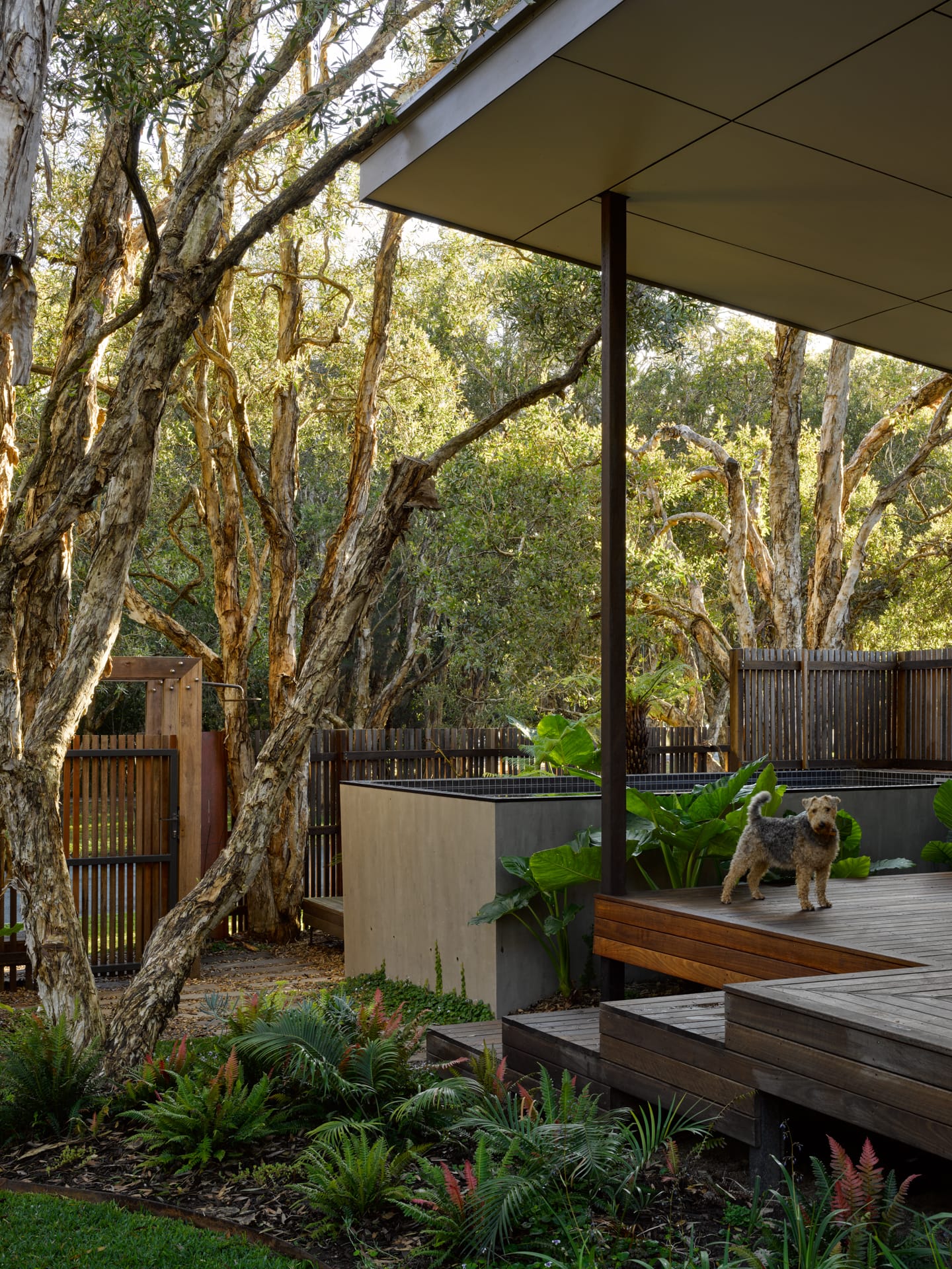 PaperBark Pod by Bark Design. Photography by Christopher Frederick Jones. Timber deck and elevated tiled plunge pool. Tall timbe paneled fence in background. Lots of green plants. 