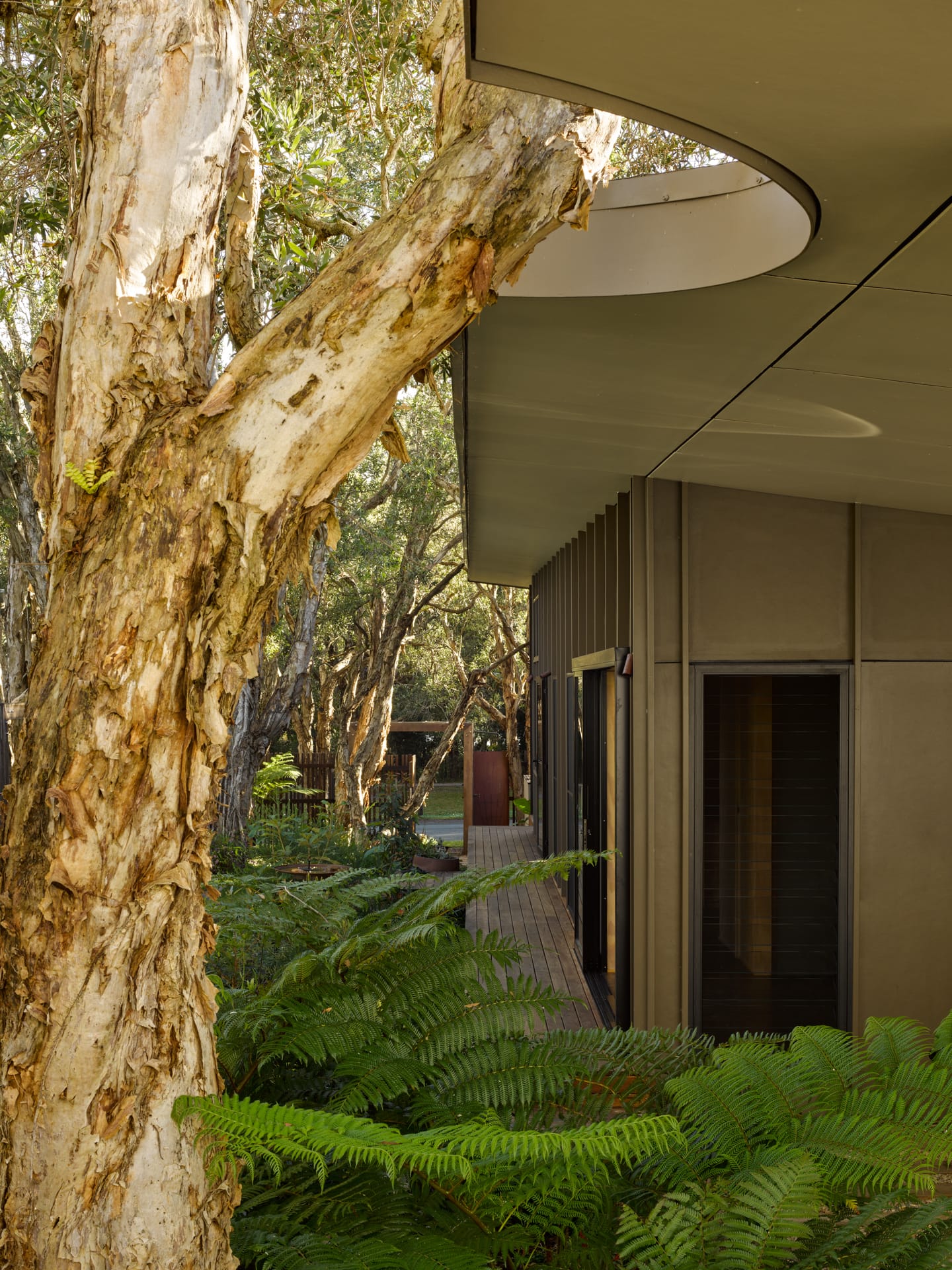 PaperBark Pod by Bark Design. Photography by Christopher Frederick Jones. Side of home clad with fibre cement panels. Lots of low ferns and paperbark trees growing. Roof features circular cut out.