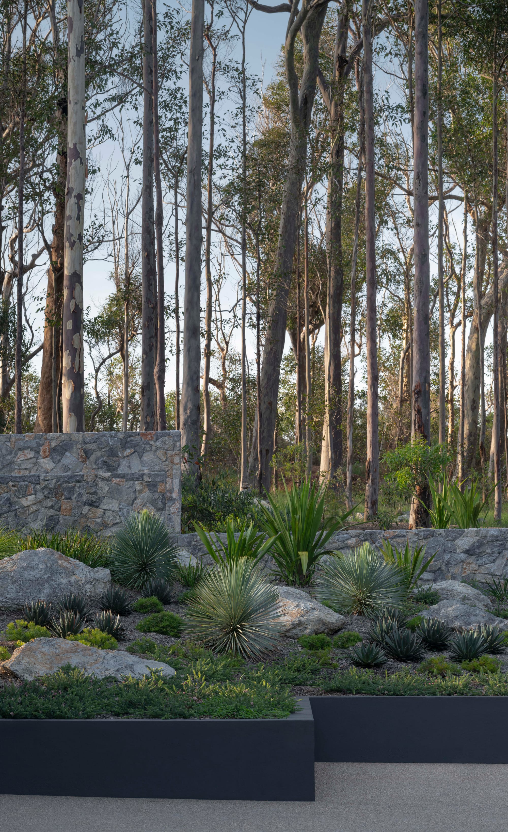 Bracken by Secret Gardens. Photography by Nicholas Watt. Elevated garden bed with low-lying Australian native flora and rocks. Tall gum trees in background, behind stone wall.