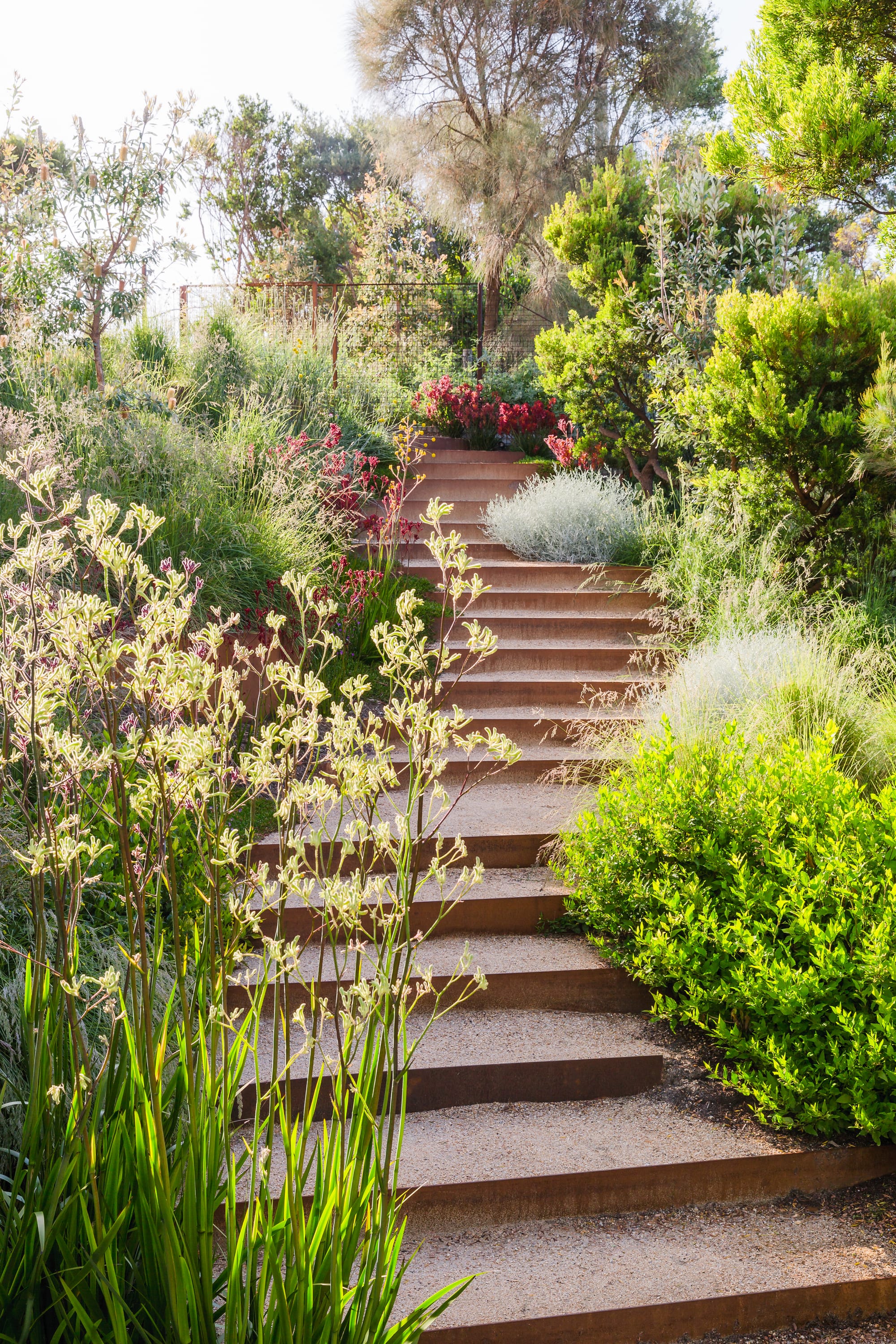 Ritchie Blairgowrie by Julie Crowe Landscape Design. Photography by Erik Holt Photography. Crushed limestone and rusted steel steps cutting through steep garden. Native Australian plants surround steps. 