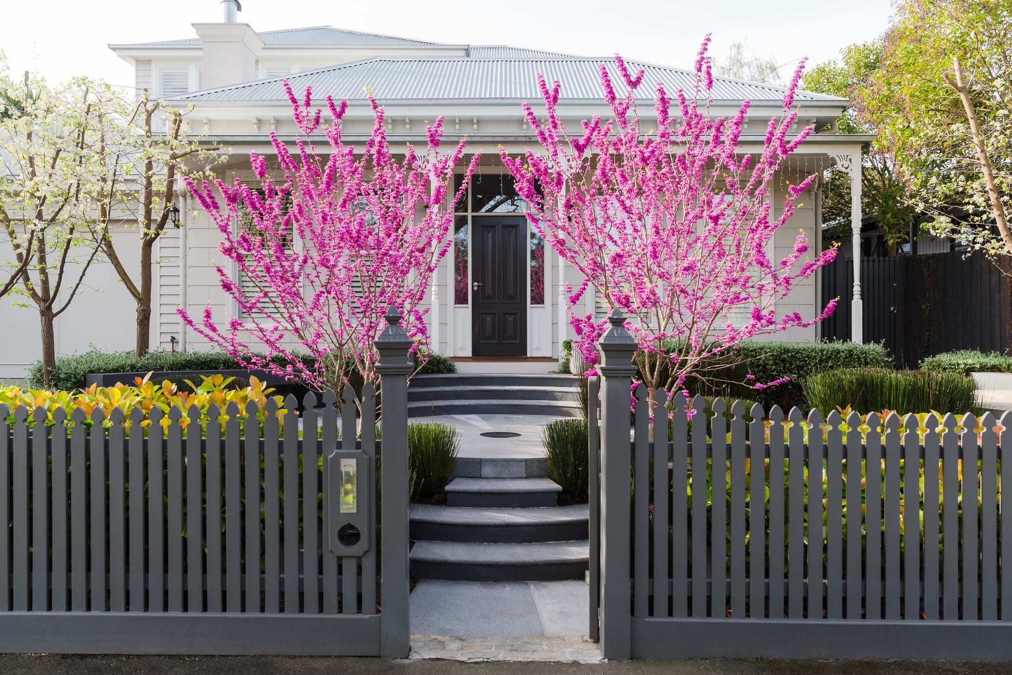 Sir Garnet Surrey Hills by Julie Crowe Landscape Design. Photography by Erik Holt Photography. Street view of white Victoria-era home with two bright pin trees along front fence line. Steps lead up to circular landing before front door. 