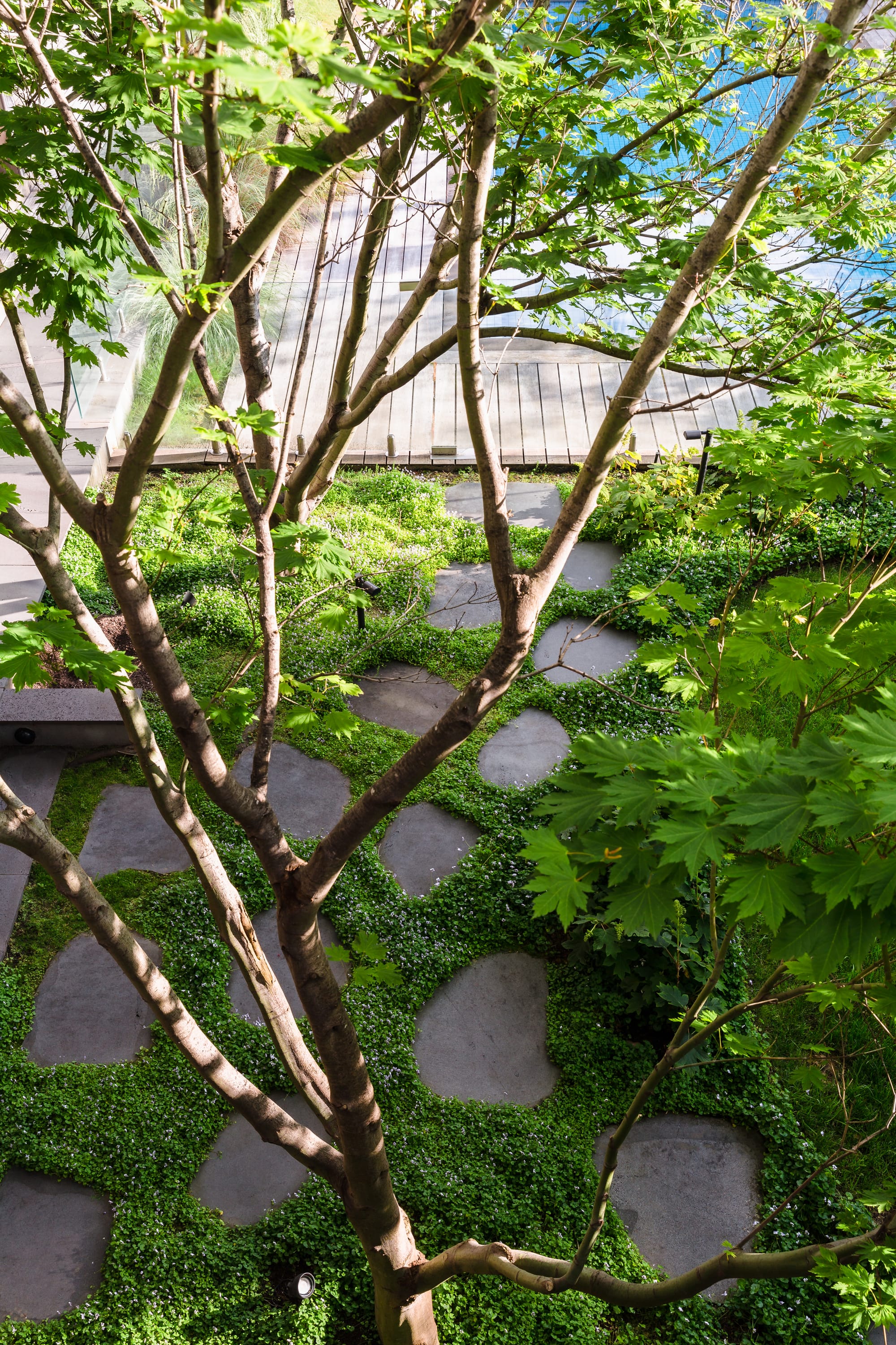 Wills Kew by Julie Crowe Landscape Design. Photography by Erik Holt Photography. Birds eye view of ground cover plants growing between the pavers in an outdoor garden. Poll with timber deck visible in top right corner. Image taken through branches of a tree. 