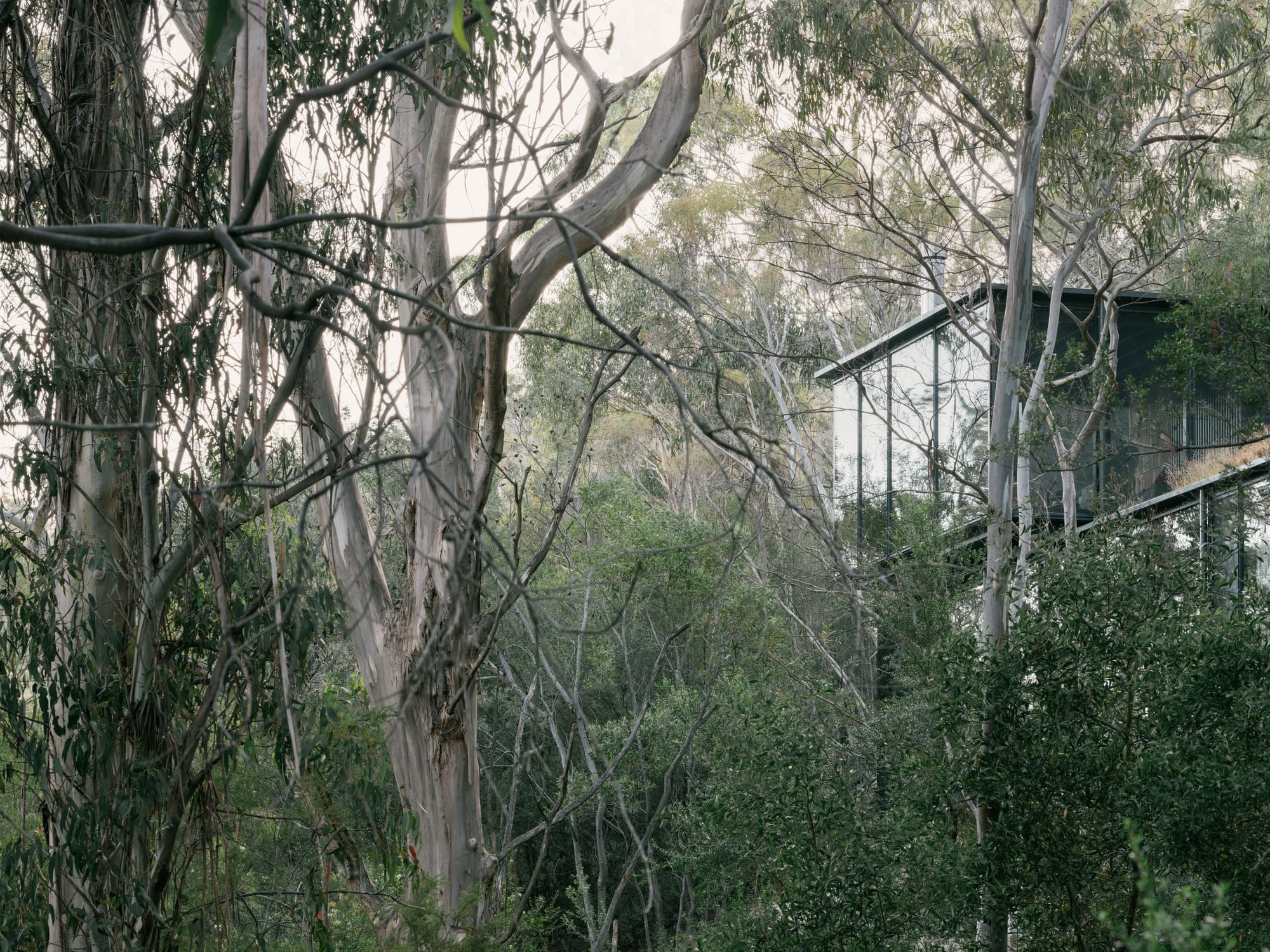 Taroona House by Archier. Photography by Thurston Empson. Dense Australian bush with two storey residential home with floor-to-ceiling glass windows to right.