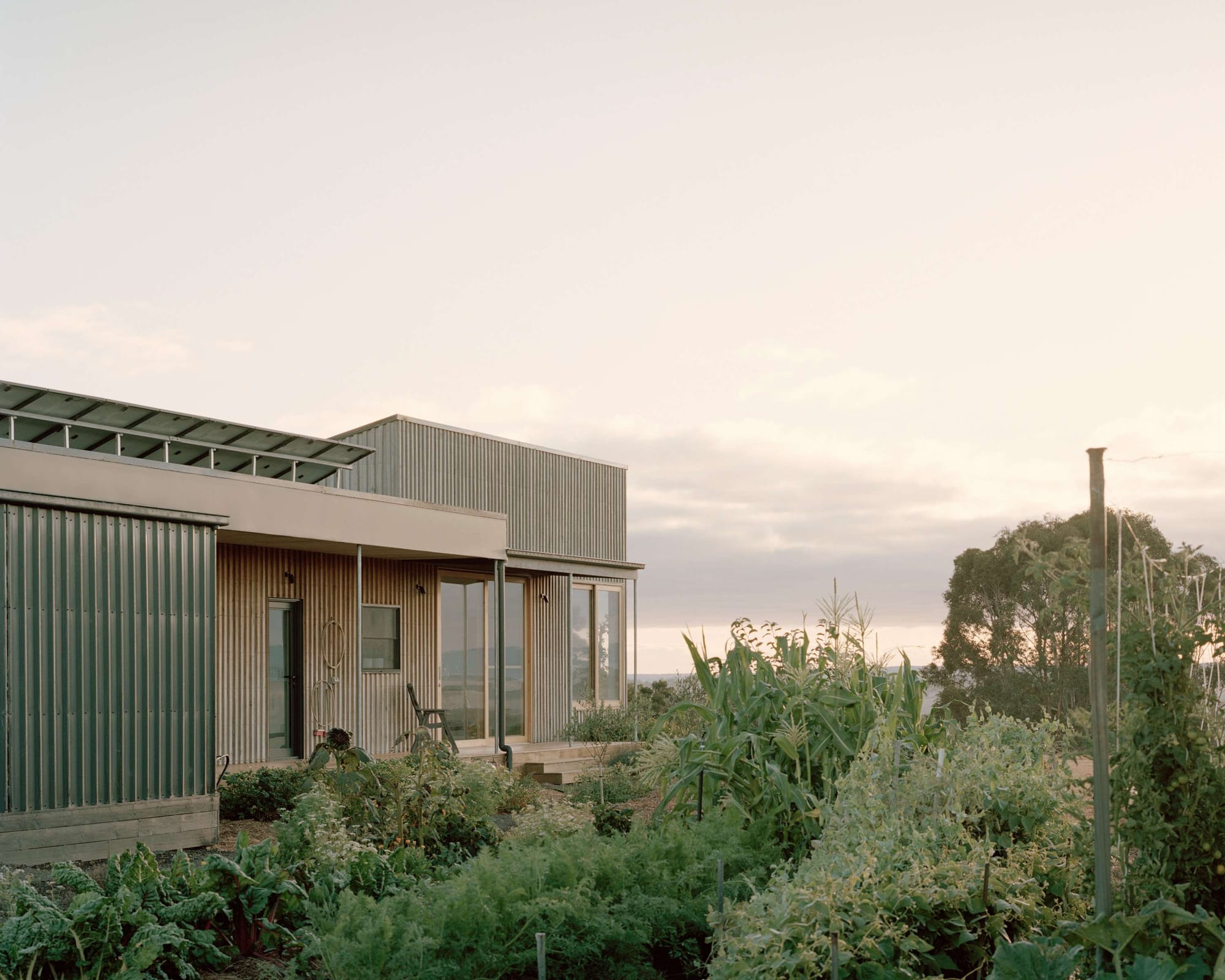 Facade of timber clad farmhouse with tin roof with solar panels. Dry grass and scattered garden bed in foreground. 