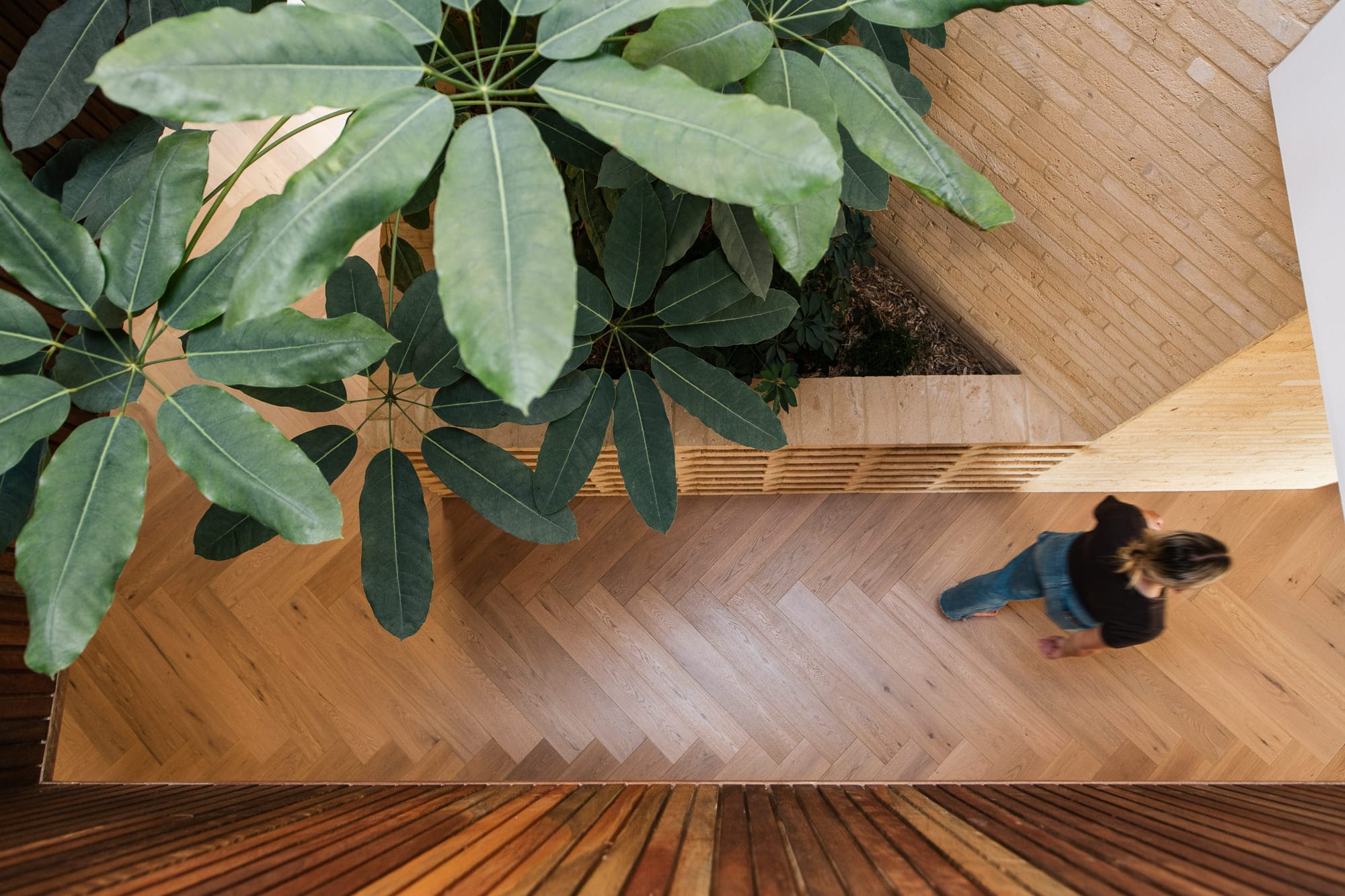 Mortlock Timber Series: The Milldam. Photography by Anjie Blair. Birds eye view of someone walking down hallway with herringbone timber floors, brick and timber clad walls and a large tree. 