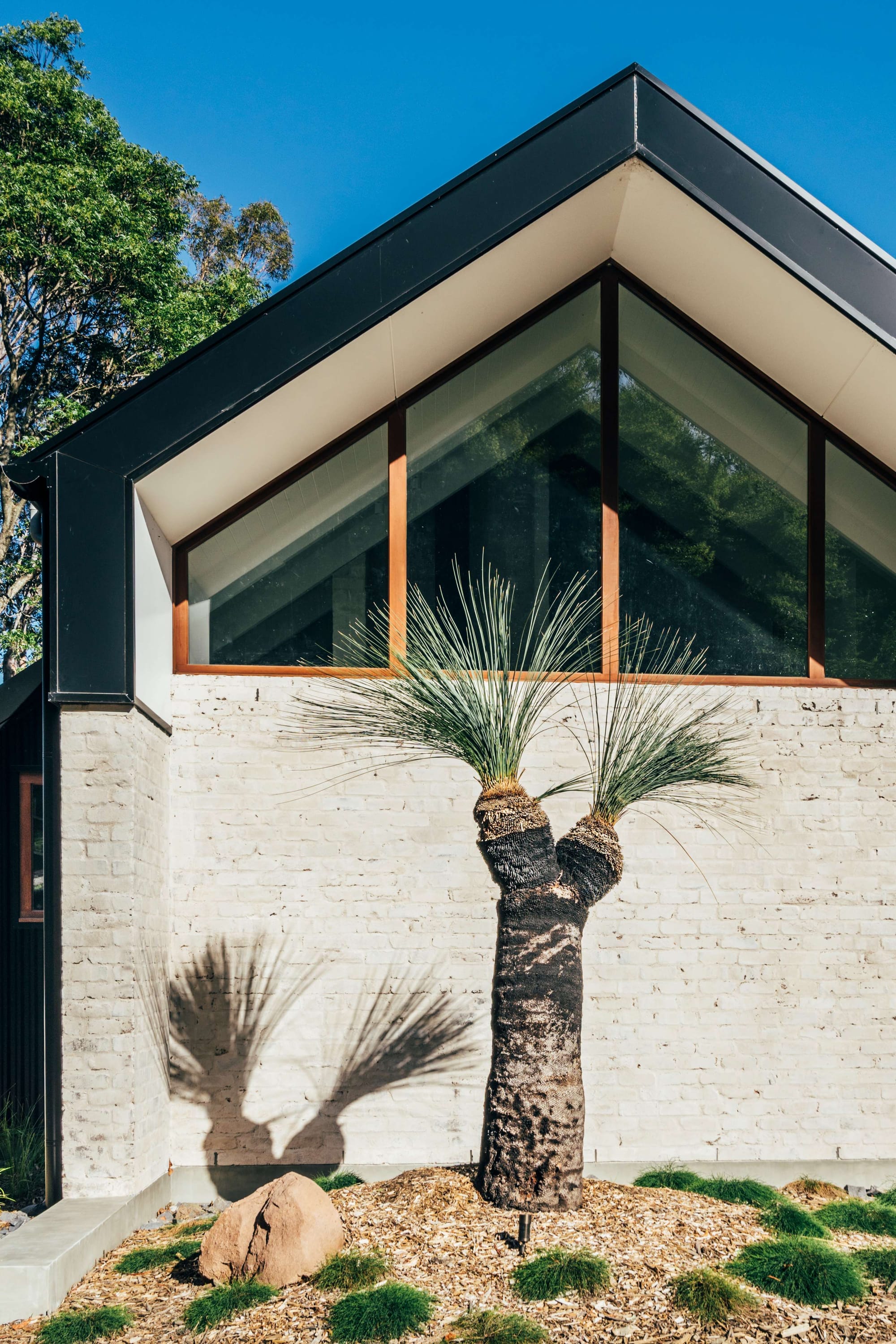 Project 465 by Robertson Collectif. Photography by Anna Mul. Close up of white brick exterior wall with black framed gabled roof. Native grasstree in garden.