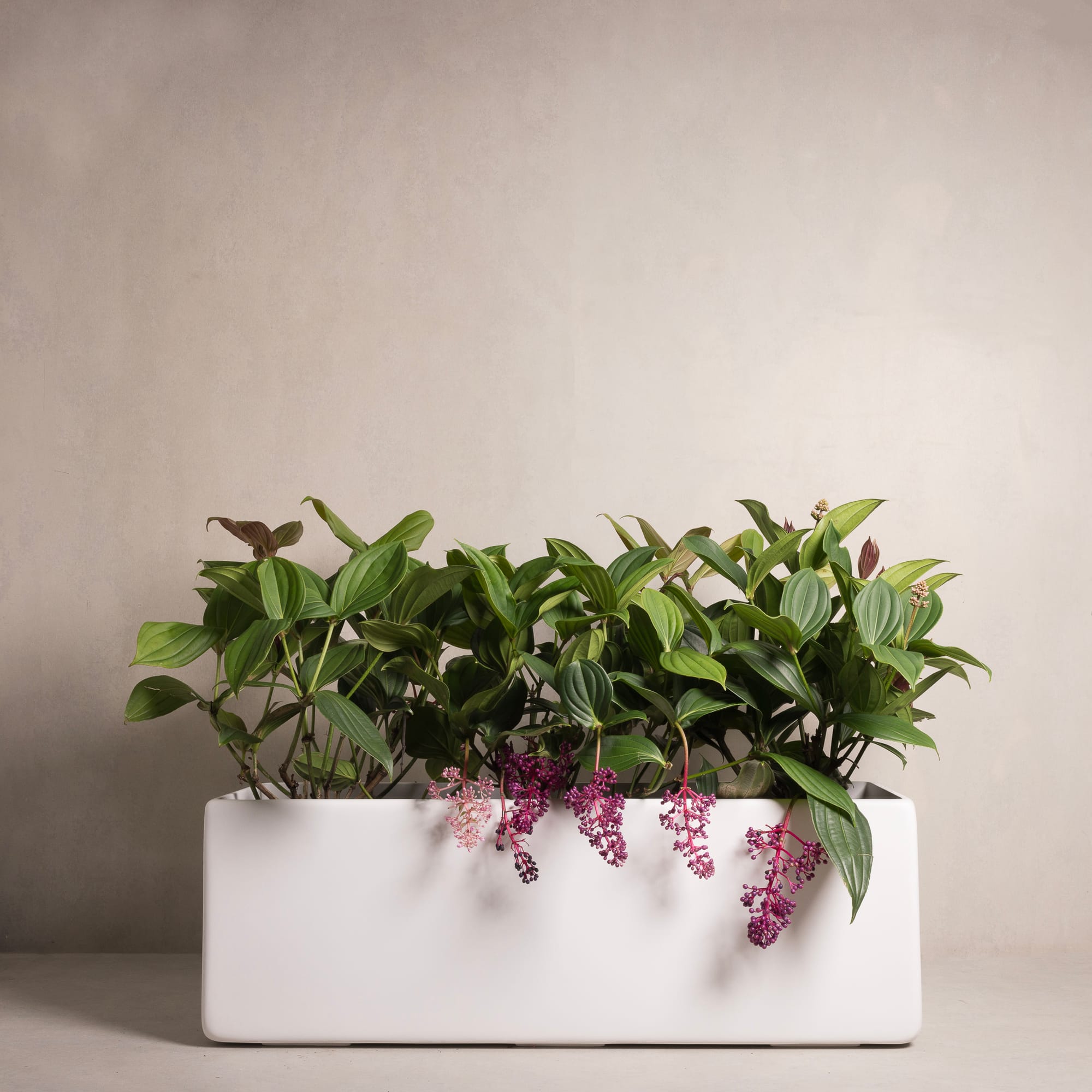 Outdoor Collection by Hibernate. Handcrafted, lightweight, white, high-quality marine-grade fiberglass squared plant pot.