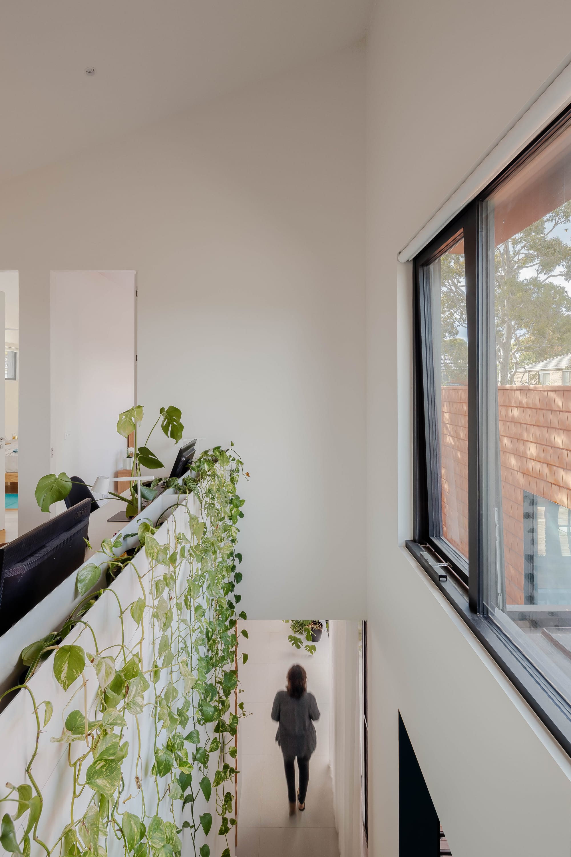 Mahogany House by R Architecture. Large white hallway featuring hanging plants and windows facing inner courtyard.