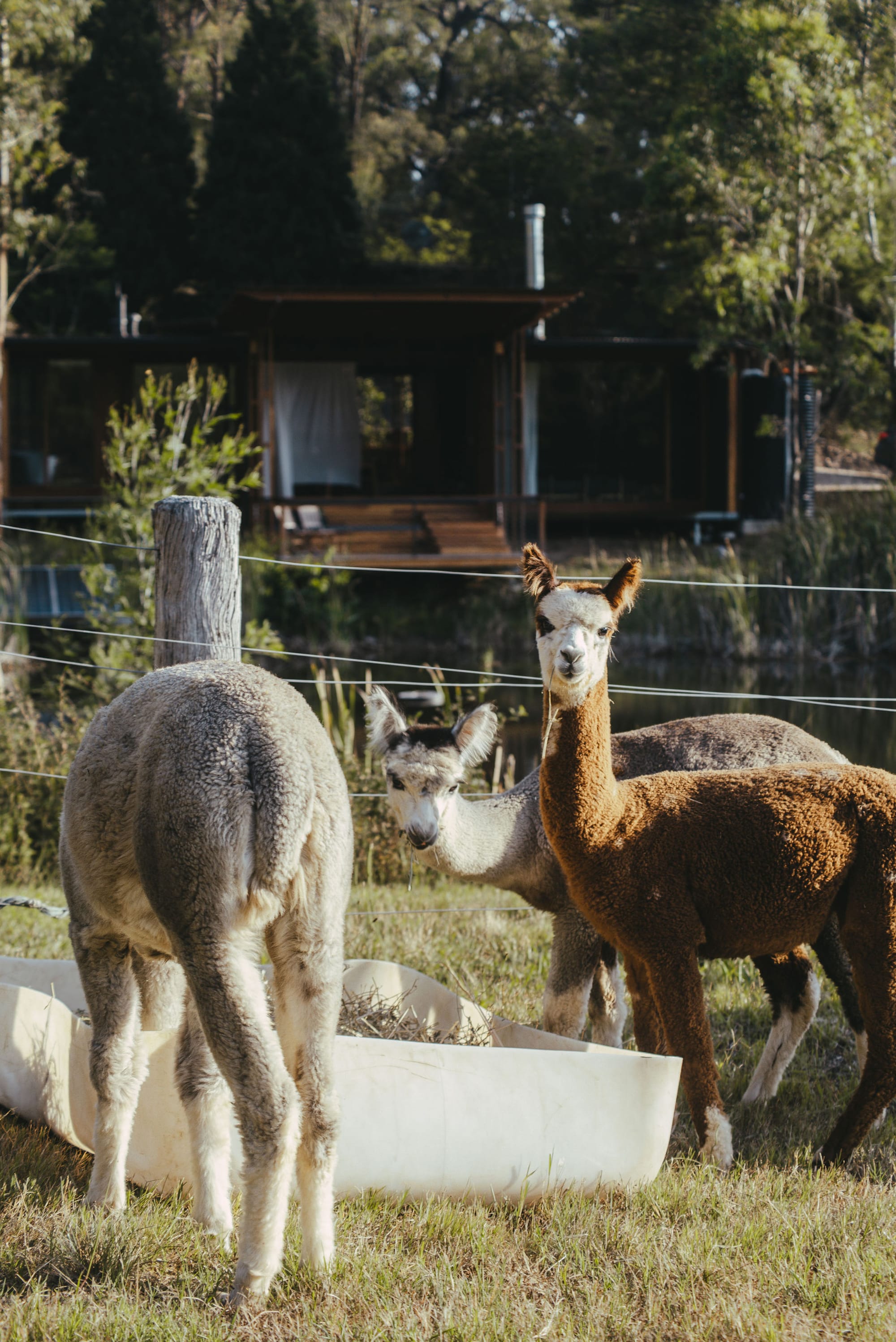 The Summer House at Little Valley Farm. Photography by Milou Hofman Photography. Alpacas feeding from white plastic container in foreground, with home on a lake in the background.