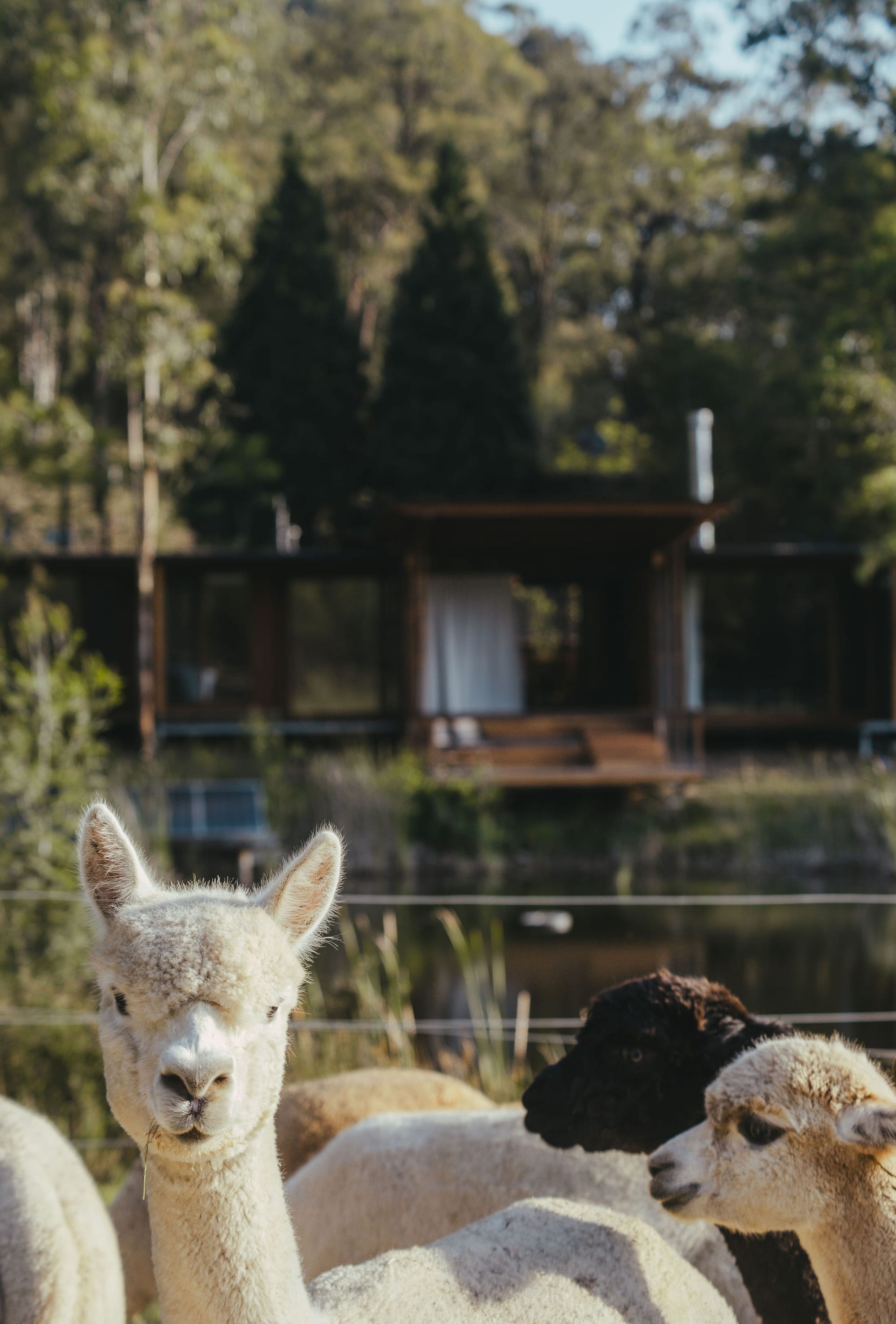 The Summer House at Little Valley Farm. Photography by Milou Hofman Photography. White alpaca looking straight ahead with wire fencing in midground, and a home in background.