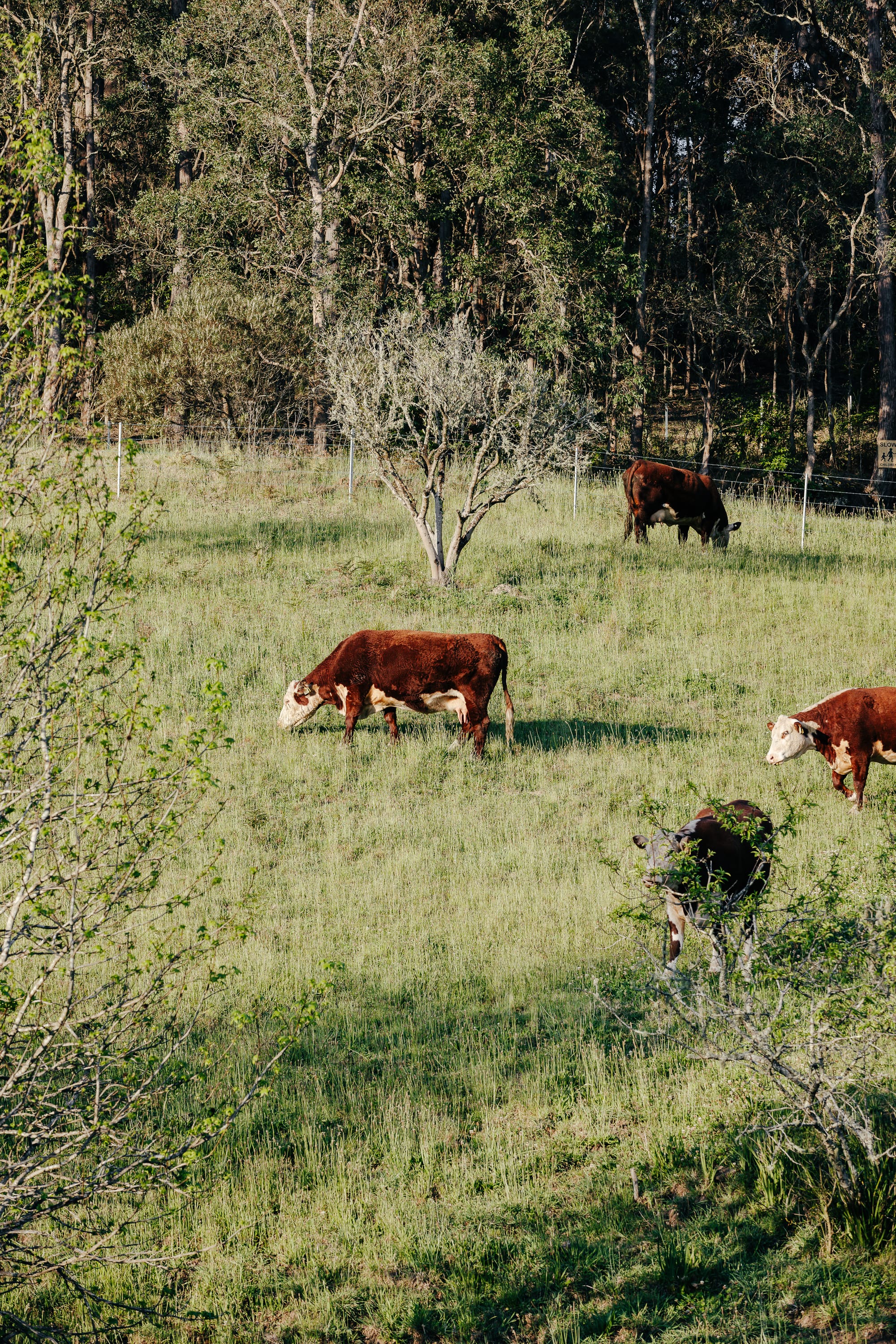 Image of grassy green paddock framed by various bushes, with four brown cows grazing. 