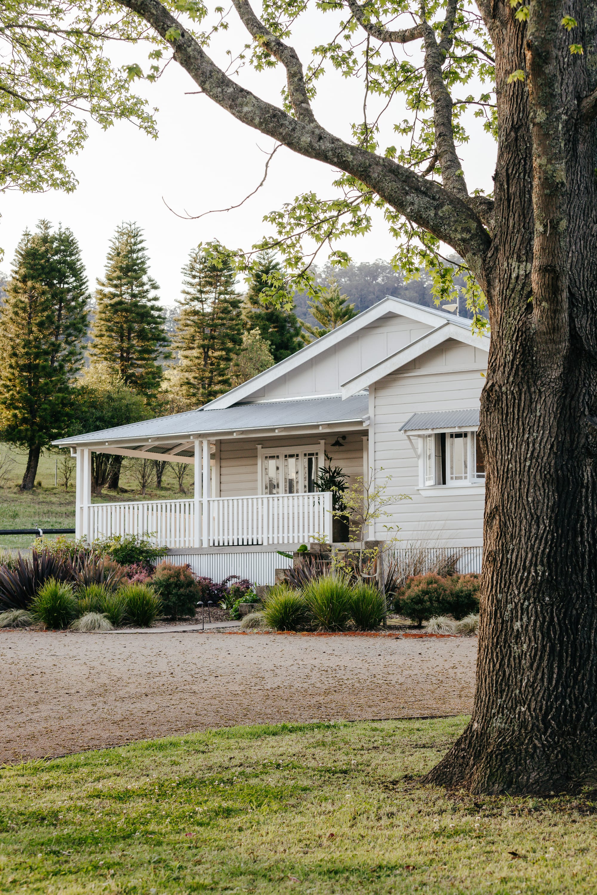 Front of timber clad home with wraparound verandah, with gravel driveway and large shady tree at the front.