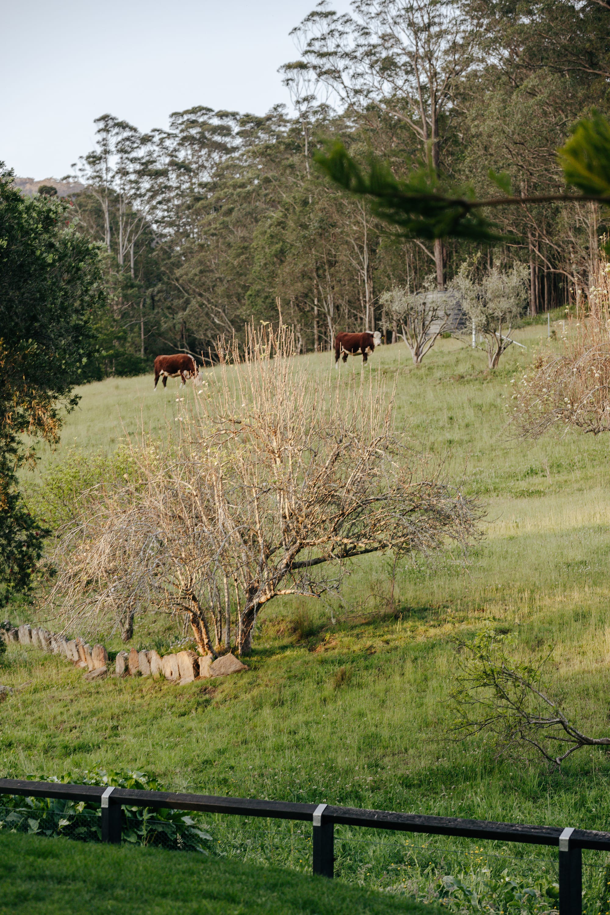 Rolling green hills with black timber fence, twiggy bushes and two brown cows grazing. 