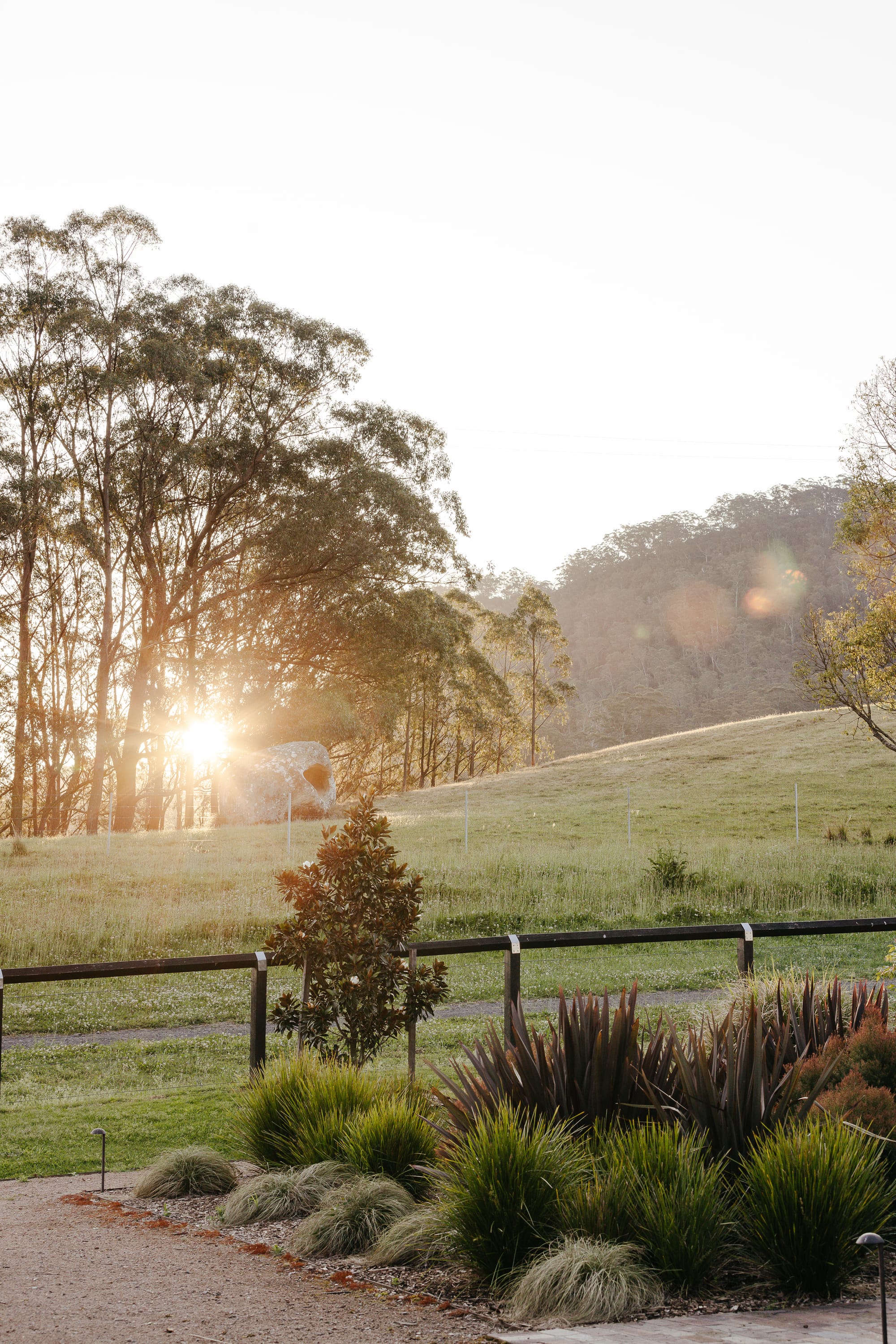 Black timber fence in front of rolling green paddock. Warm sun streaking through patch of trees to the left of the hill.