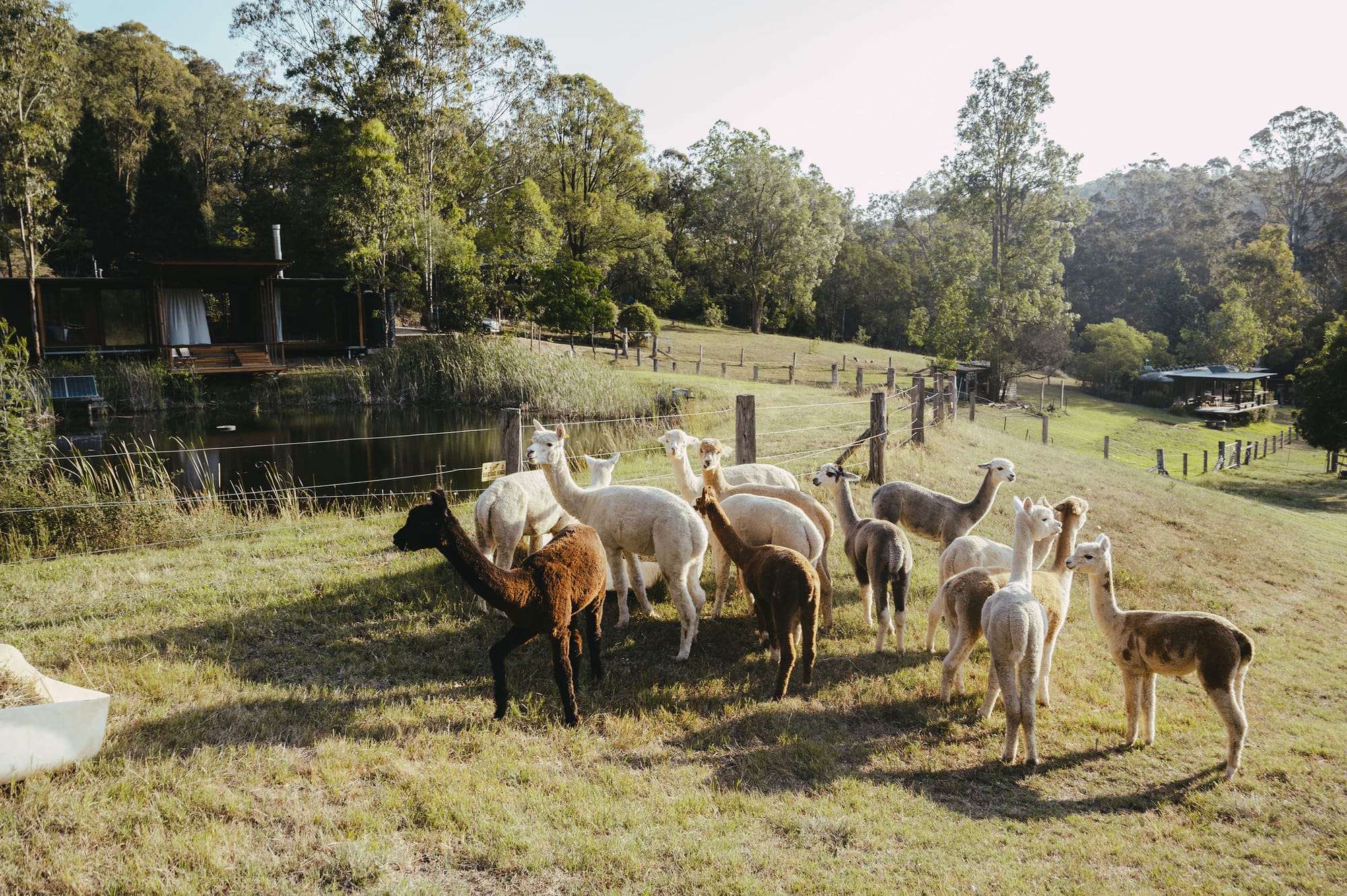 The Summer House at Little Valley Farm. Photography by Milou Hofman Photography. Alpacas feeding from white plastic container in foreground, with home on a lake in the background.