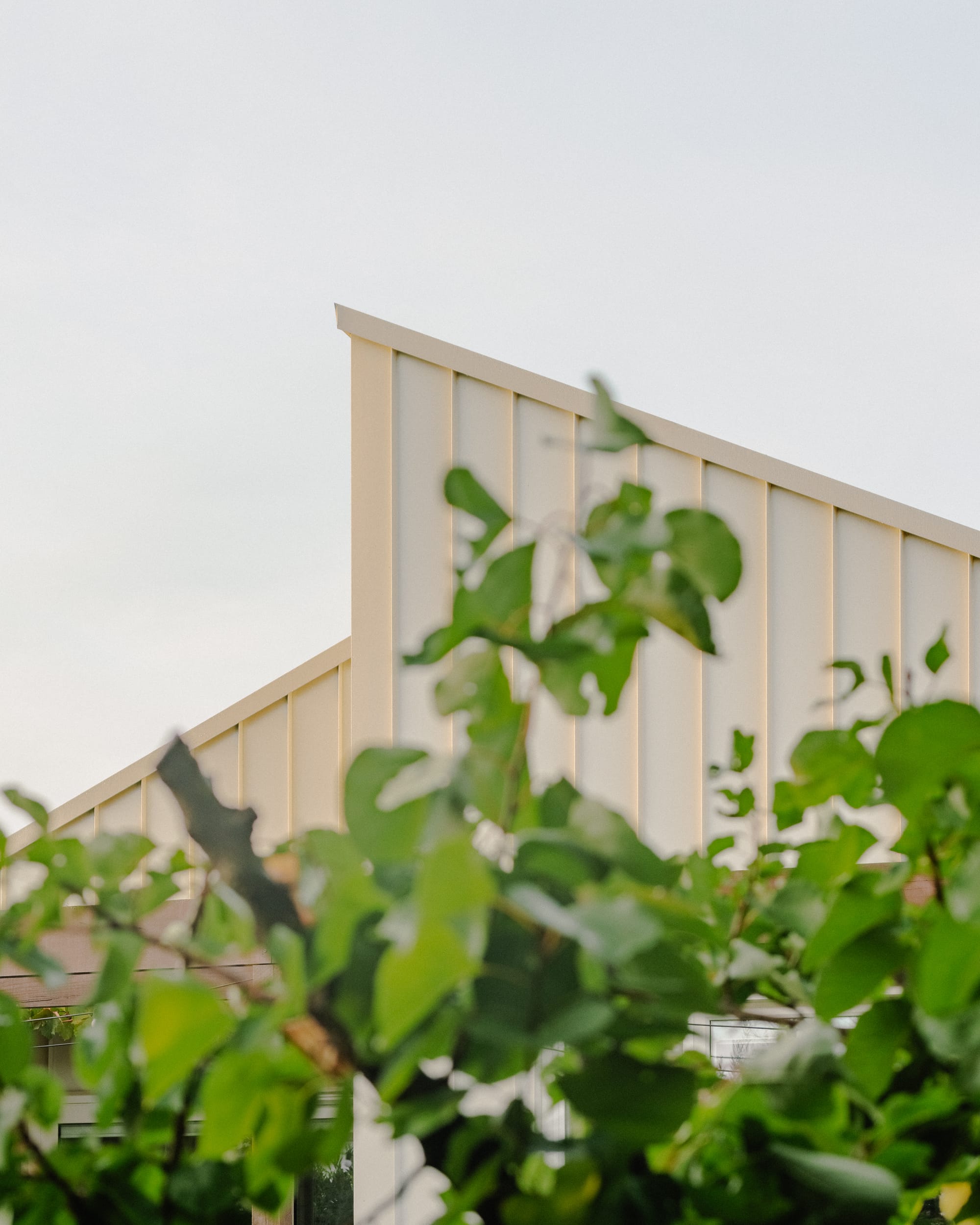 House in Preston by Ashley O'Neill Architects. Photography by Victor Vieaux. Pitched roof finished in creamy metal clad obscured by blurred green leaves in foreground.