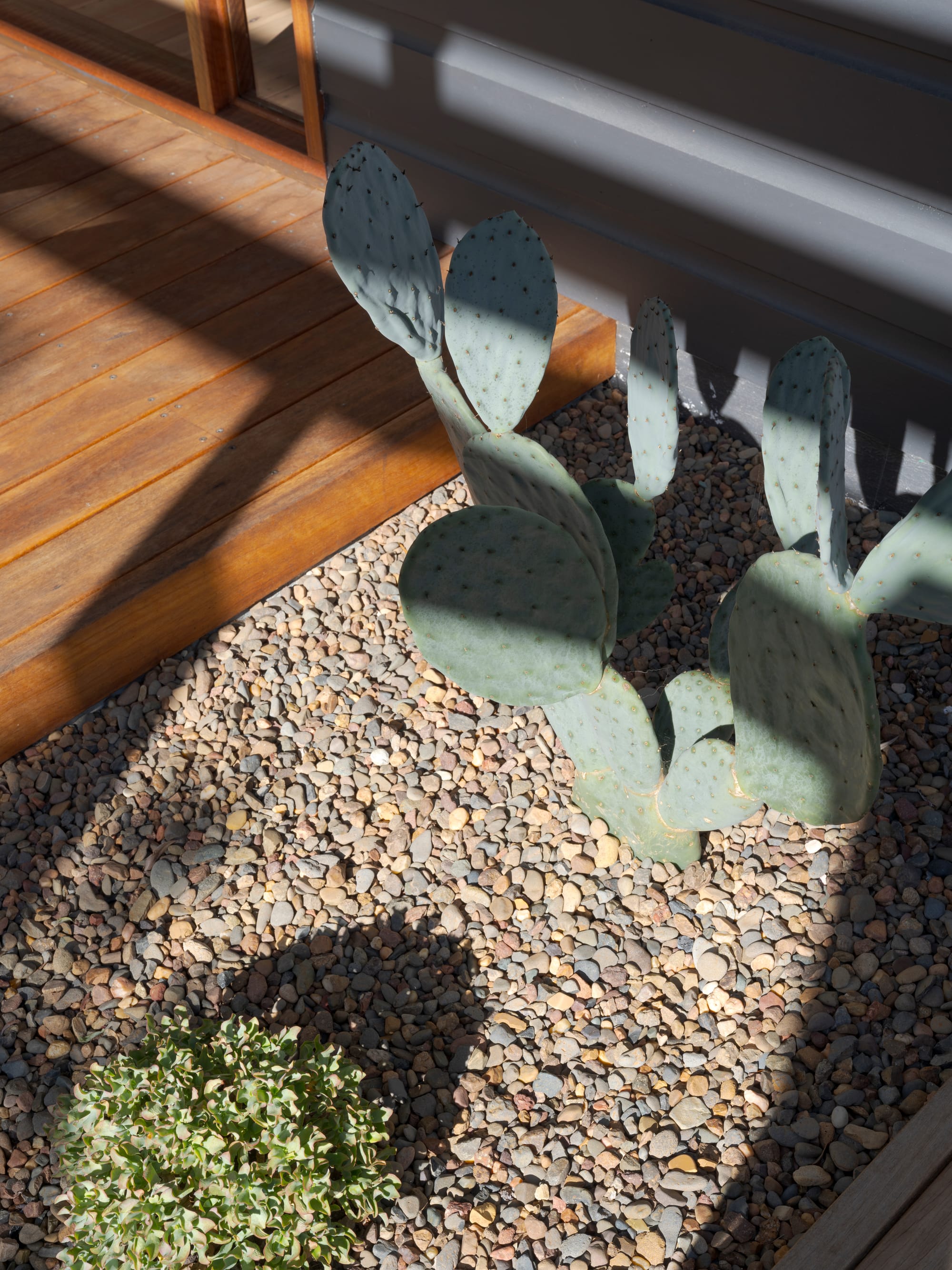 Three Points House by BIJL Architecture. Photography by Tom Ferguson. White slatted privacy screens along a modern facade, dappled with tree shadows. Ask ChatGPT You said: ChatGPT said: Alt text: Cactus and groundcover in a gravel bed beside timber decking and a dark grey wall.