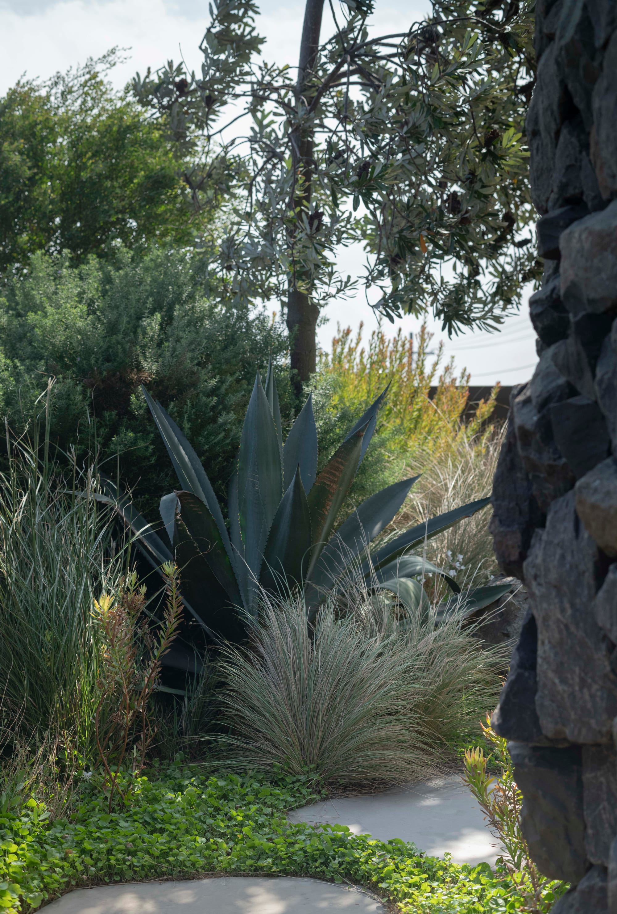 Stone House by Secret Gardens. Agave and native grasses nestled beside the stone wall, showcasing coastal texture and resilience.