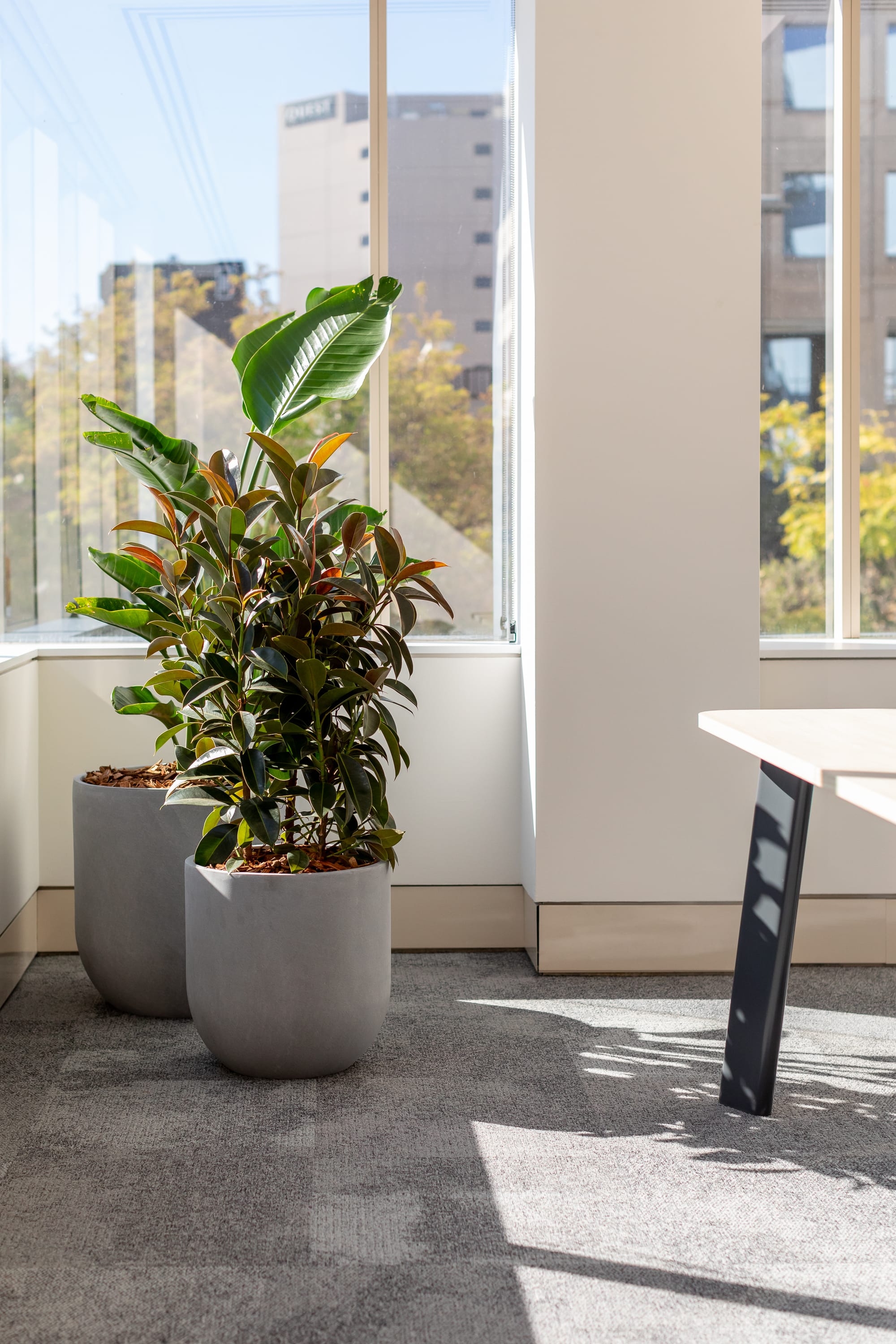 Telus Health by Saru Design. Photography by Ryan North. Rubber plant in concrete pot in front of window in office space with white walls and grey floors.